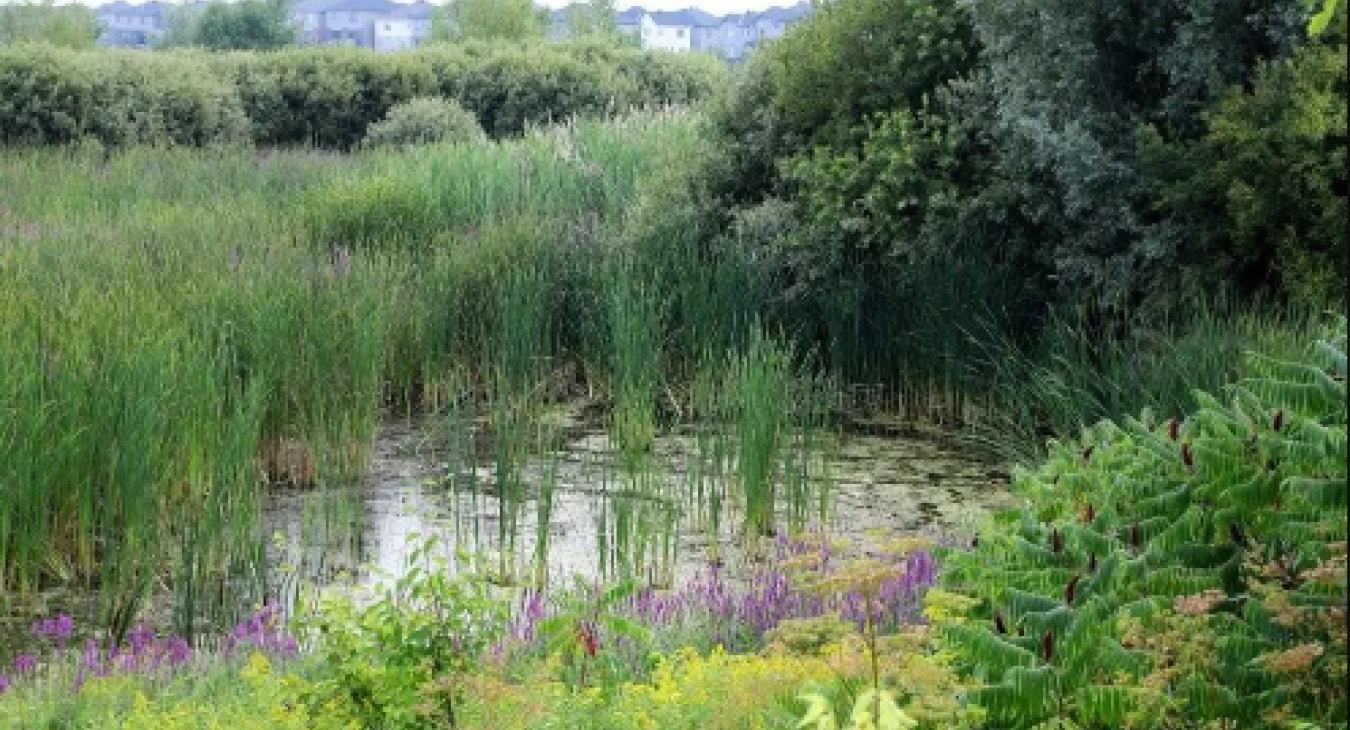 long grass 